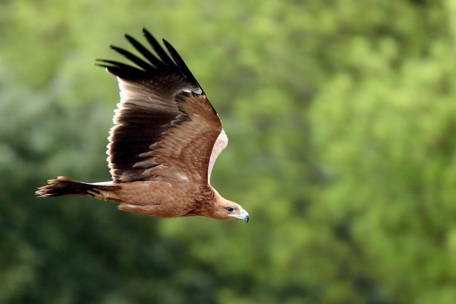 Un ejemplar de águila imperial ibérica.