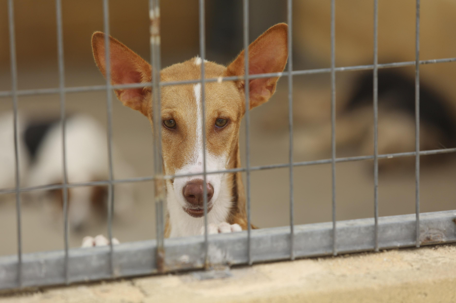 Las fotos de los animales de la Protectora de Málaga Las fotos de los animales de la Protectora de Málaga
