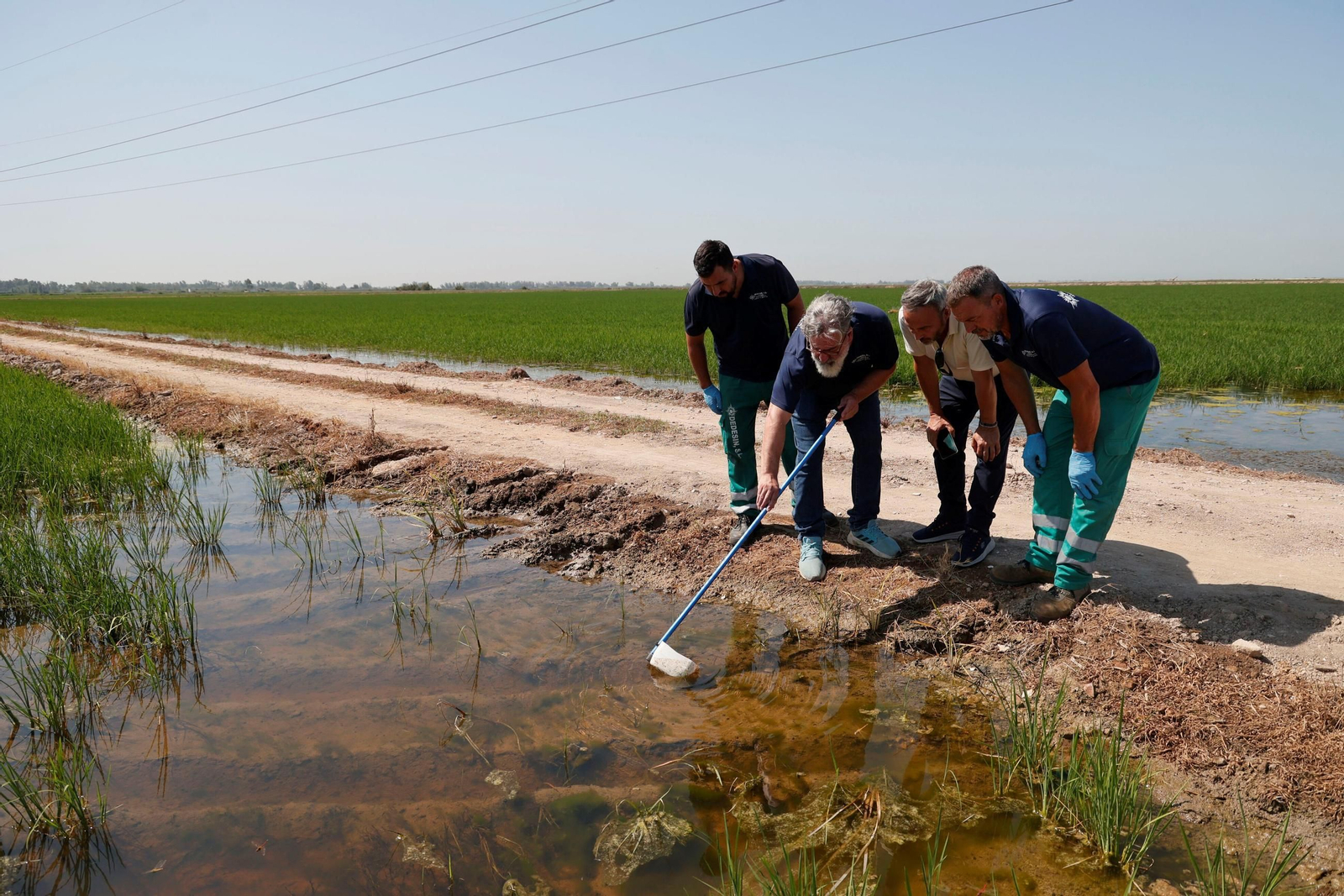 Trabajos de detección de mosquitos en los arrozales de La Puebla del Río.