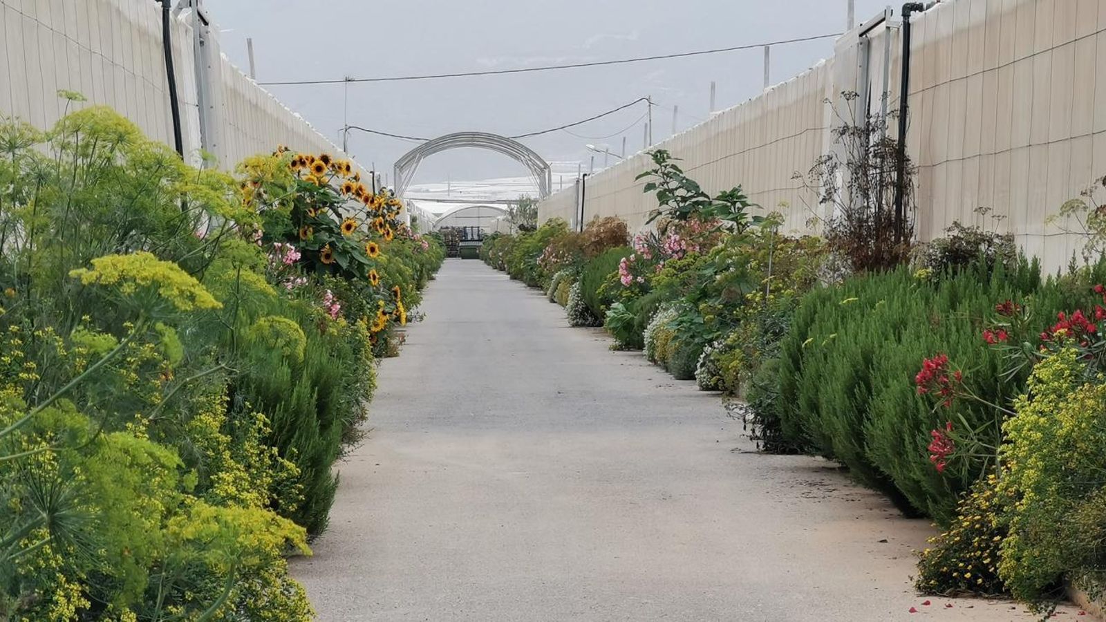 La amplia biodiversidad para fijar fauna silvestre auxiliar.