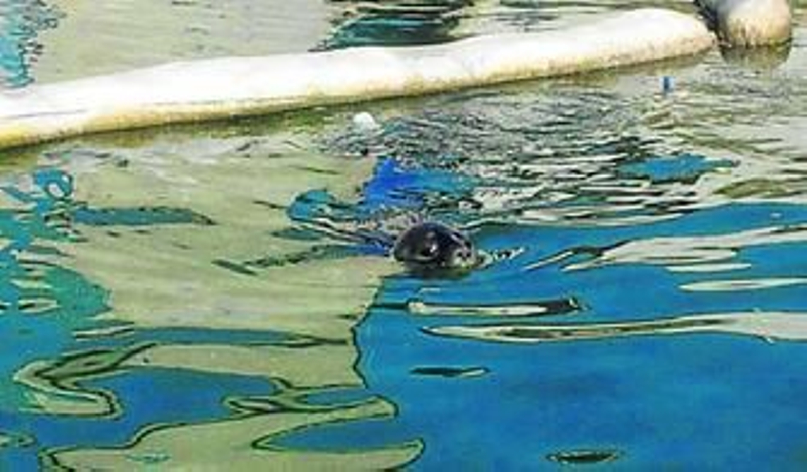 La foca, nadando en la desembocadura del Guadalmedina.