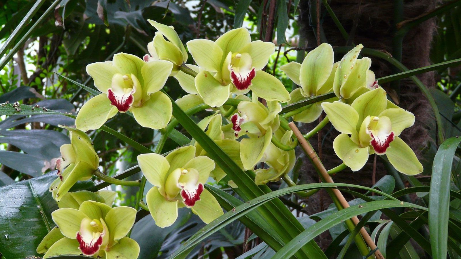 La orquídea cymbidium es una preciosa planta colgante interior. La orquídea cymbidium es una preciosa planta colgante interior.