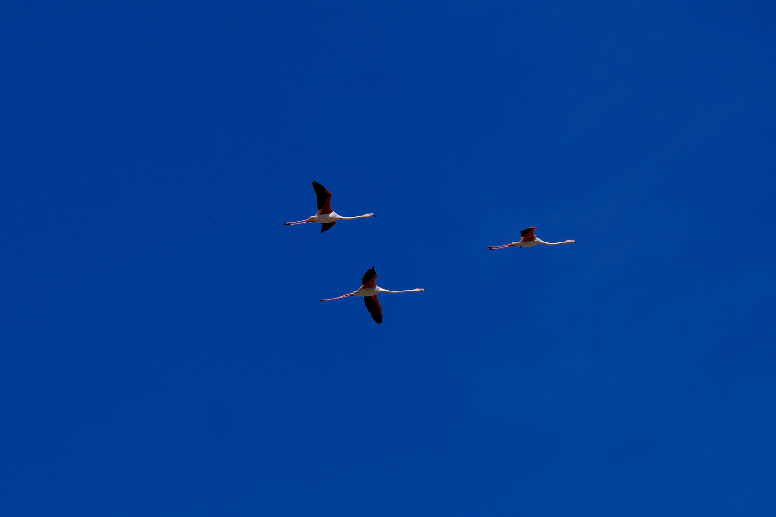 Miles de flamencos llegan a Fuente de Piedra tras las lluvias, en fotos.