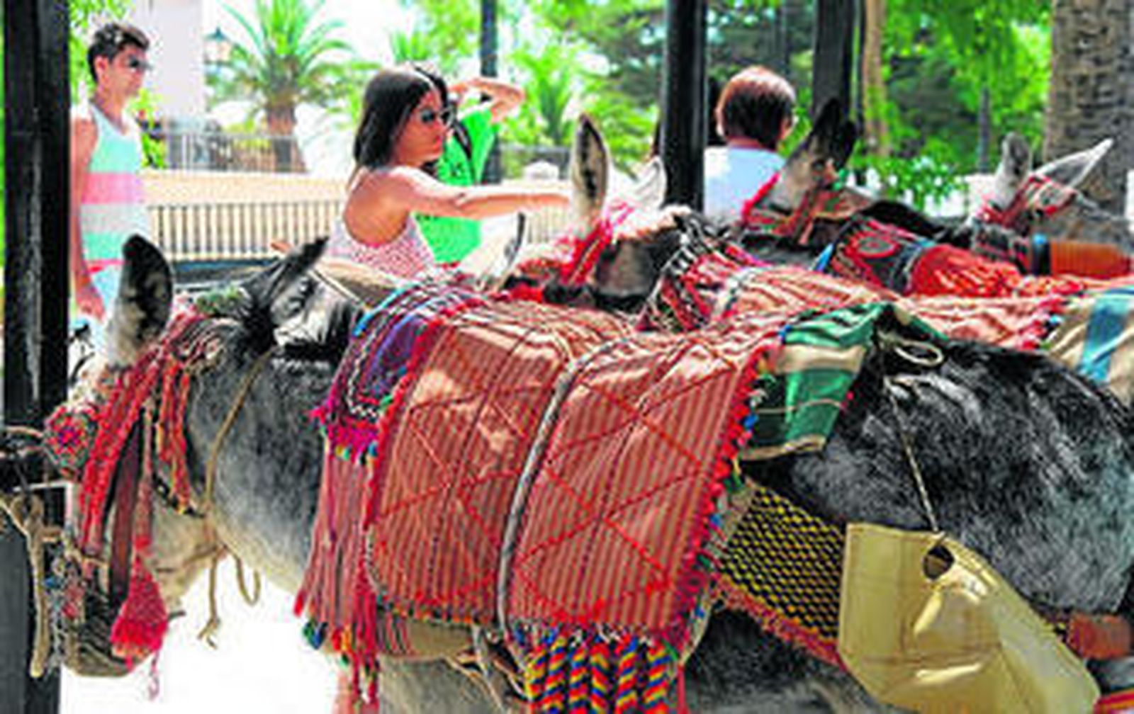 Los burro-taxi de Mijas.