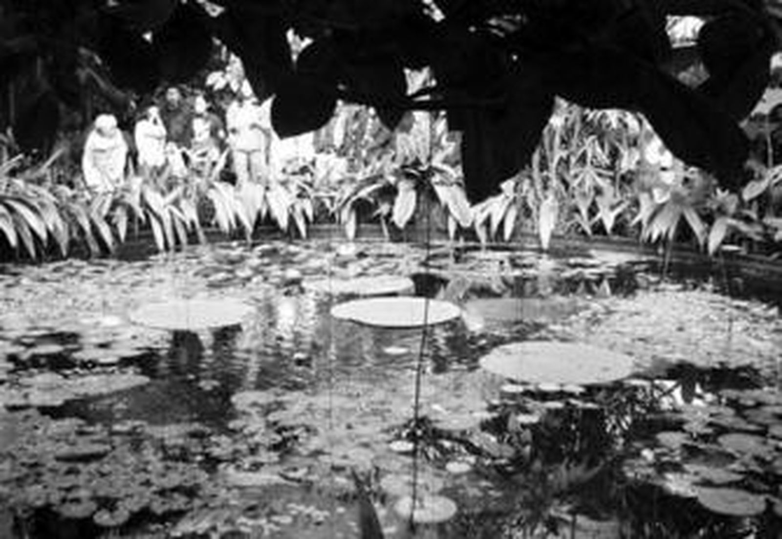 La Ruta Mutis permitirá conocer la riqueza botánica de Colombia.