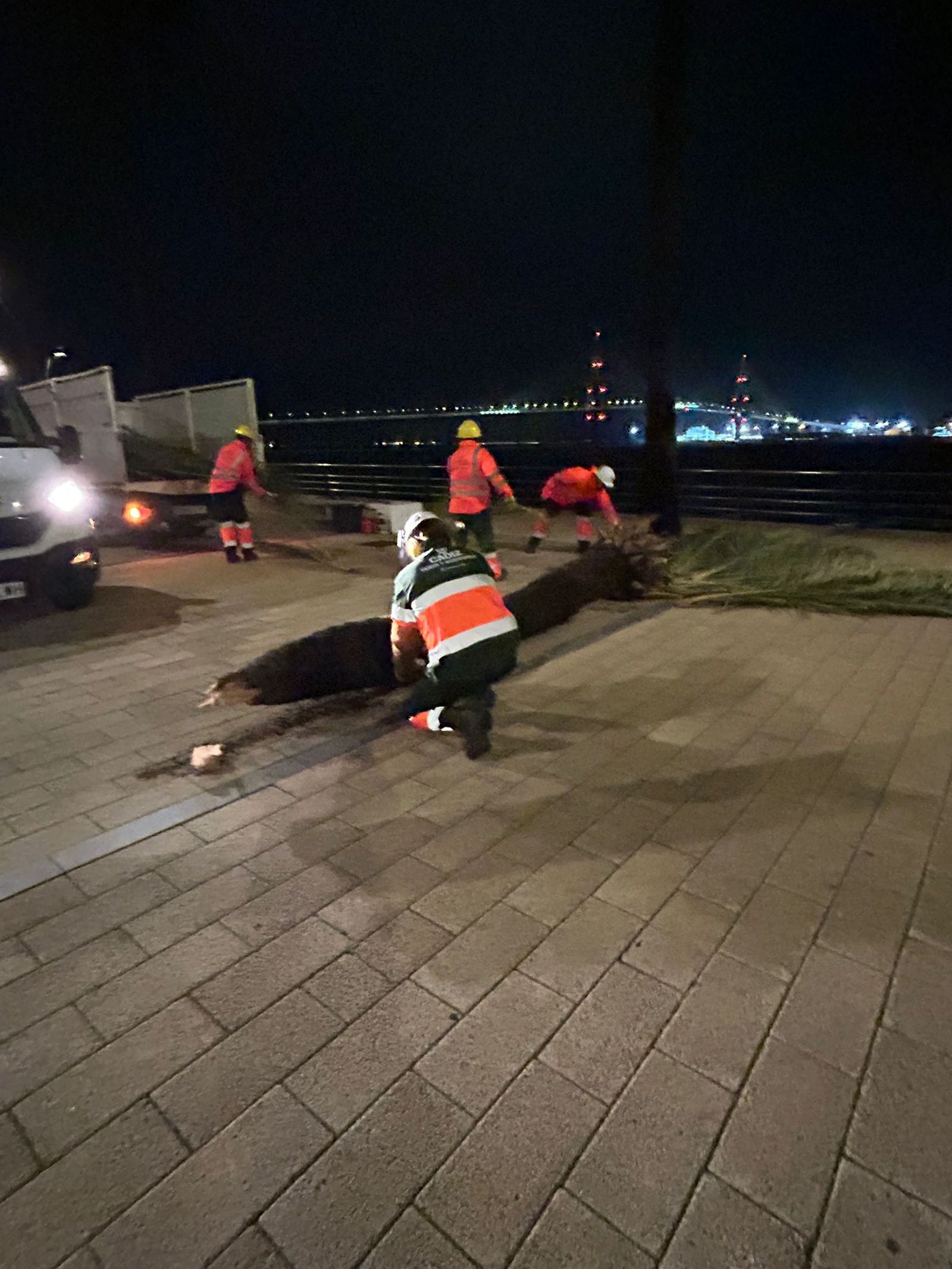 Palmera caída en el paseo de la avenida de la Bahía.