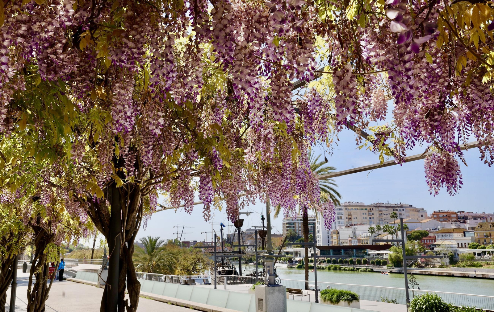 La belleza de las glicinias del Paseo de Cristóbal Colón