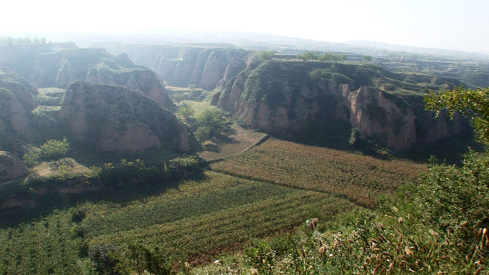 Viñedo en Chiwe (China)