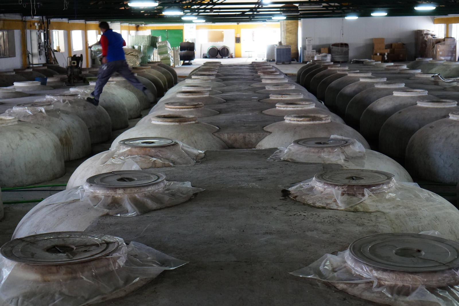 Un recorrido en fotografías por el vino nuevo de Moriles