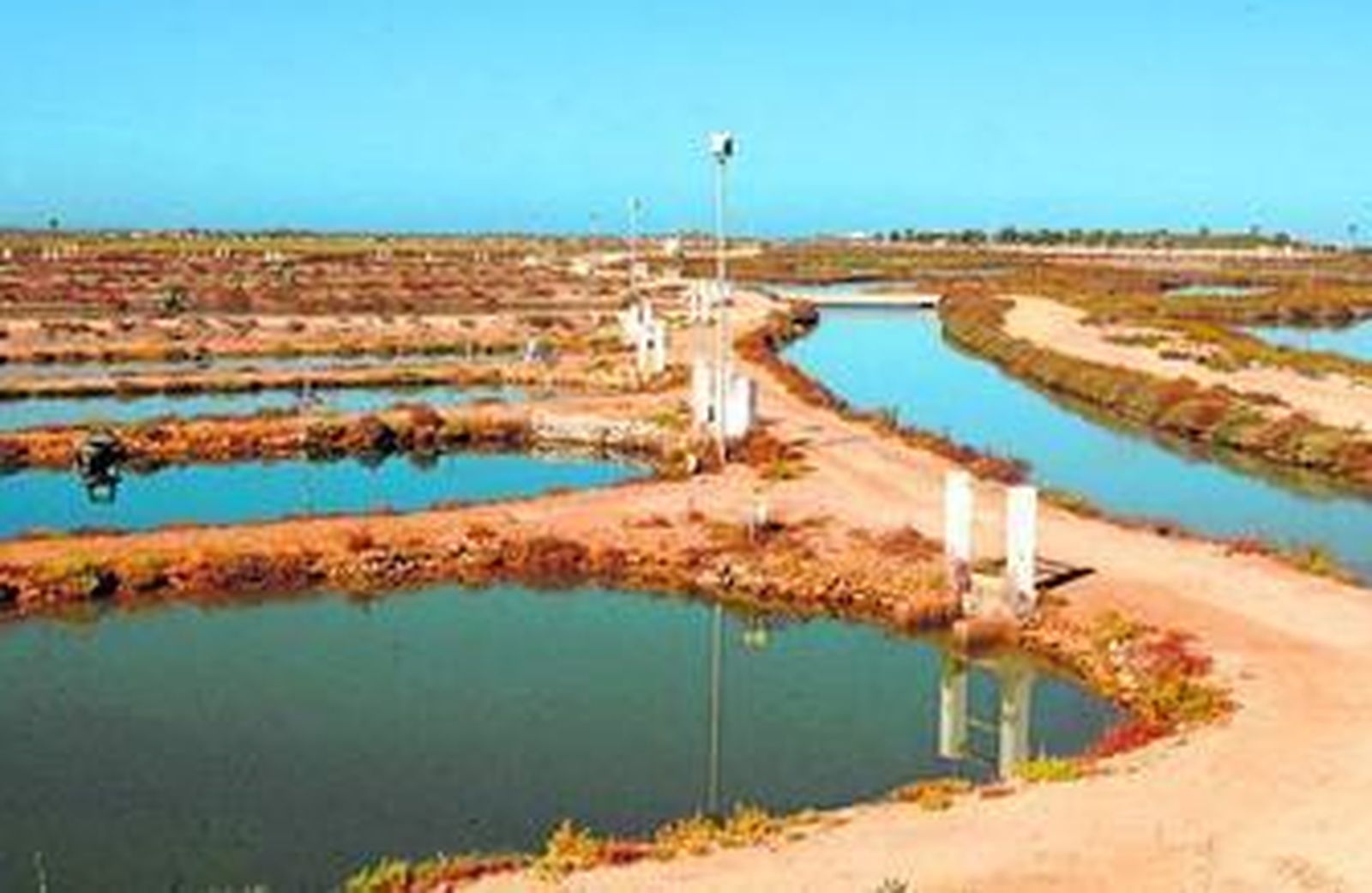 La dorada que produce La Leocadia