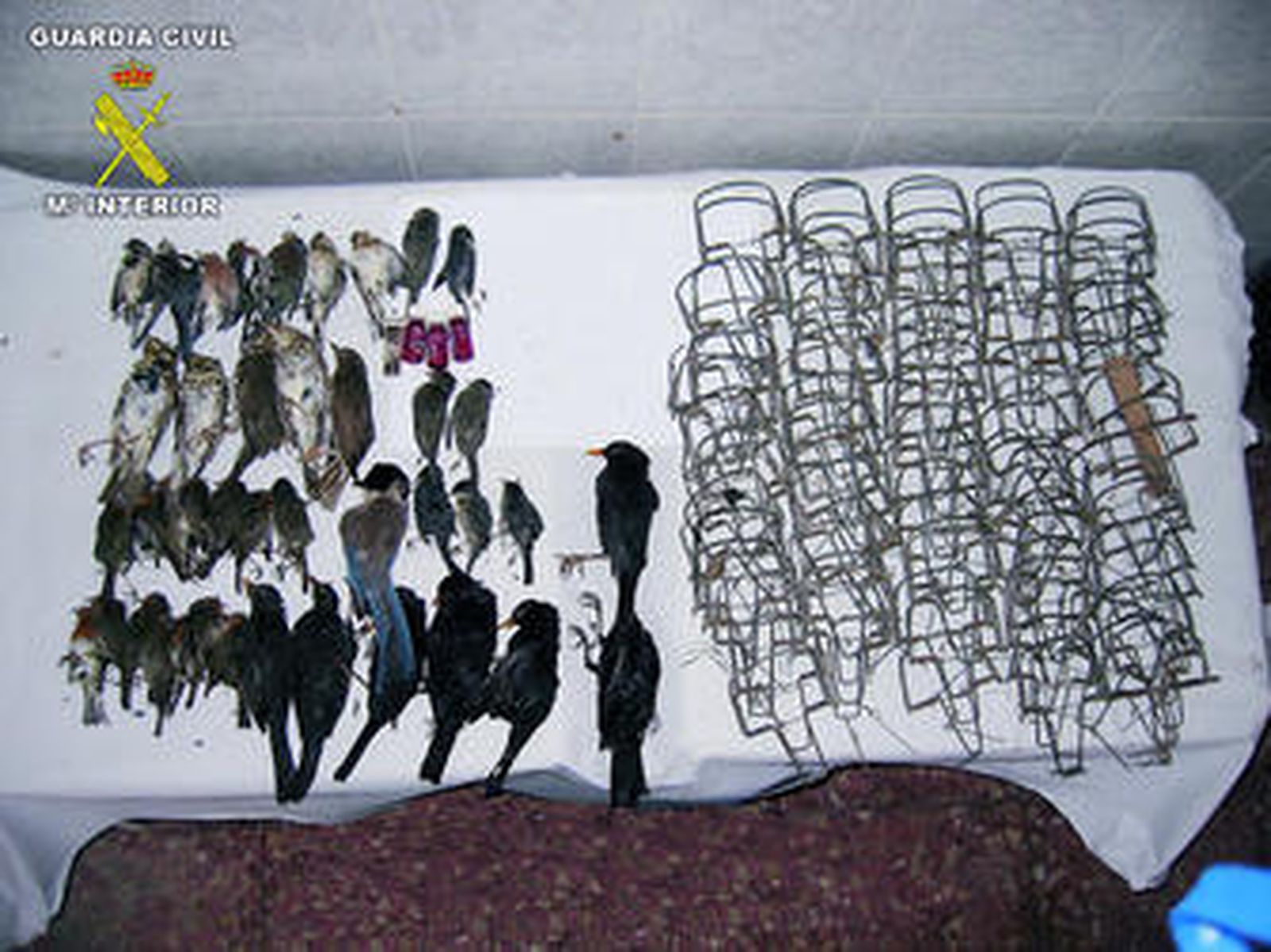 Algunos de los animales que fueron localizados por los agentes del Seprona en este operativo.