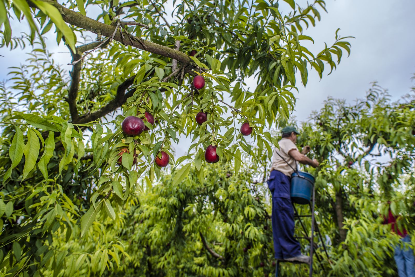Agricultores recogen ciruelas que luego son comercializadas por Carrefour.