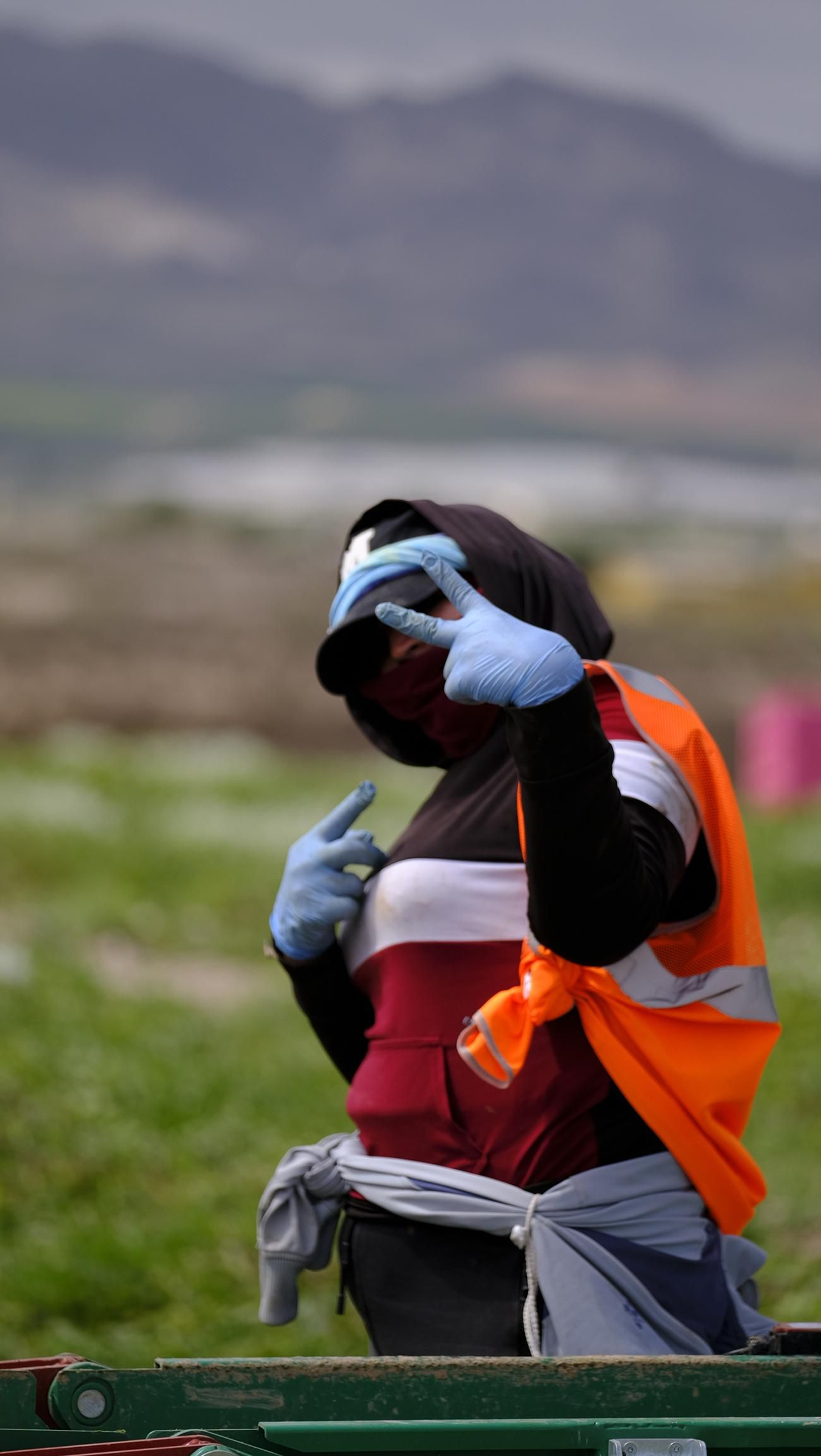 La sandía y el melón de Huércal Overa, manjares en imágenes