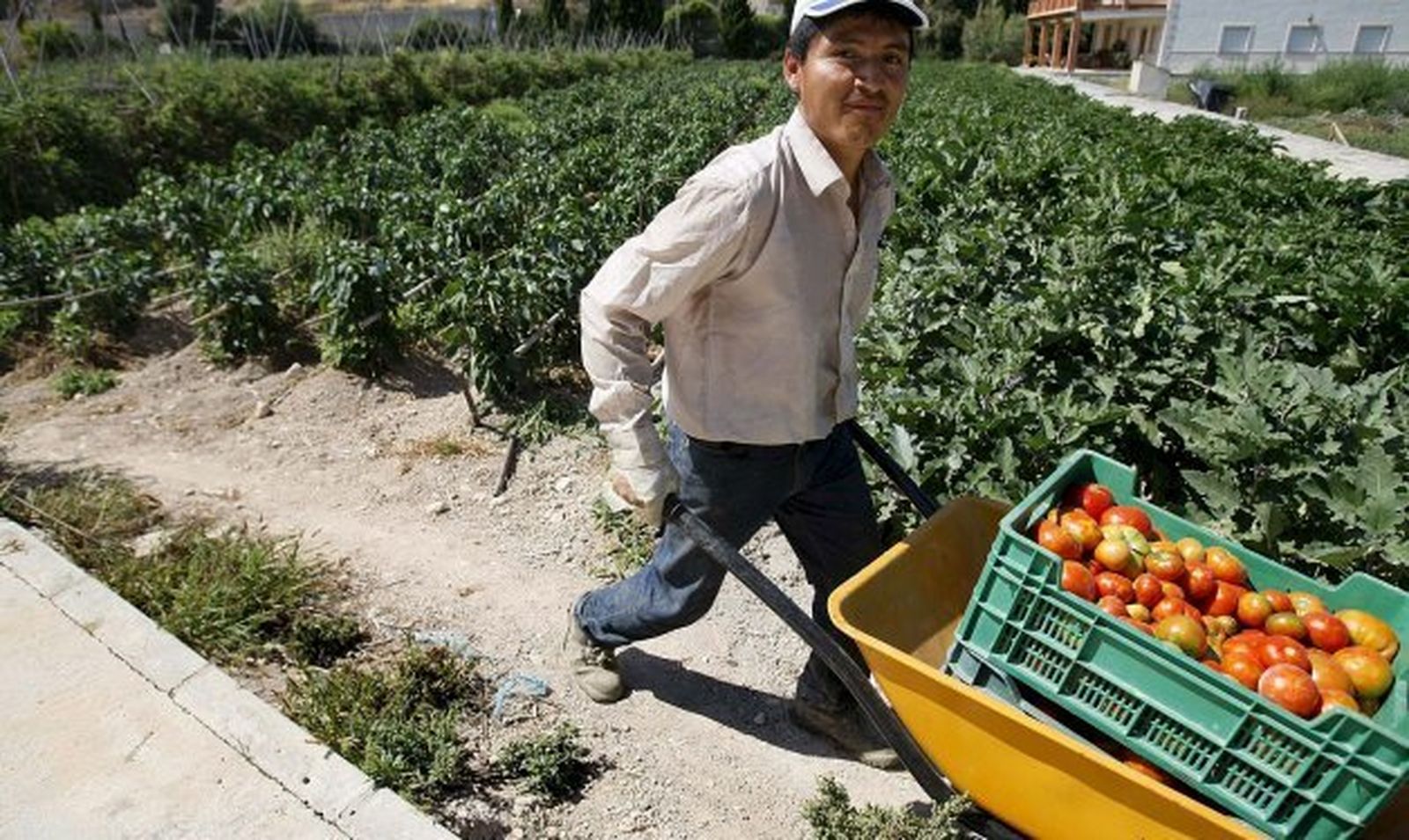 La cualificación del agro marroquí es cada vez mayor, lo que arroja más peligro sobre el sector en Almería.