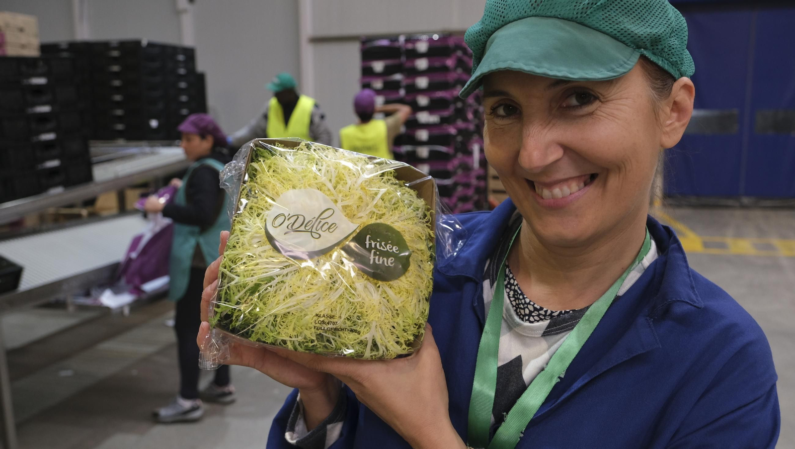 Desde Cuevas del Almanzora para el resto del mundo, las mejores escarolas con Cuadraspania, en imágenes