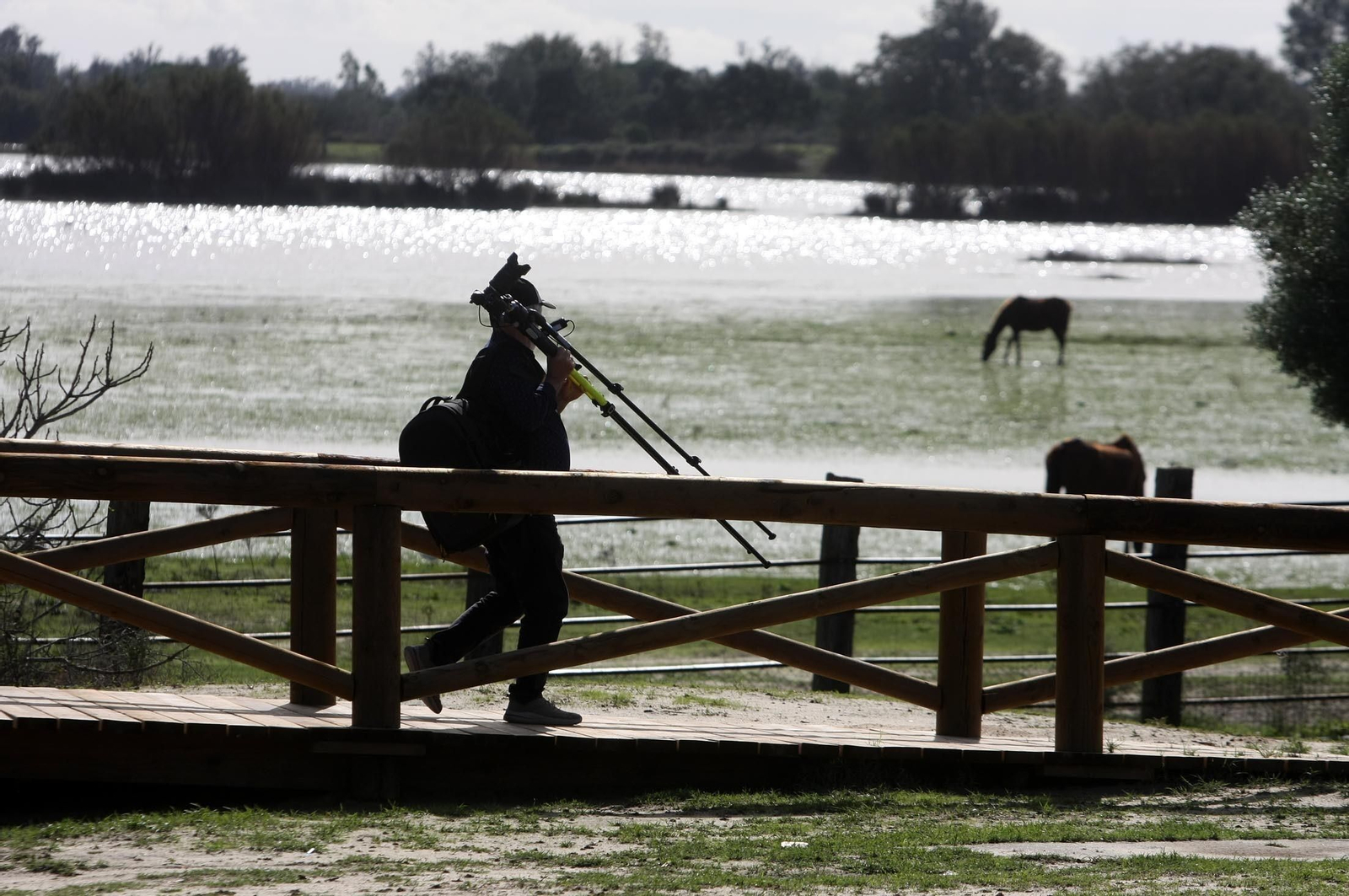 Imagen de las marismas de Doñana en las inmediaciones de la aldea de El Rocío hace unos días.