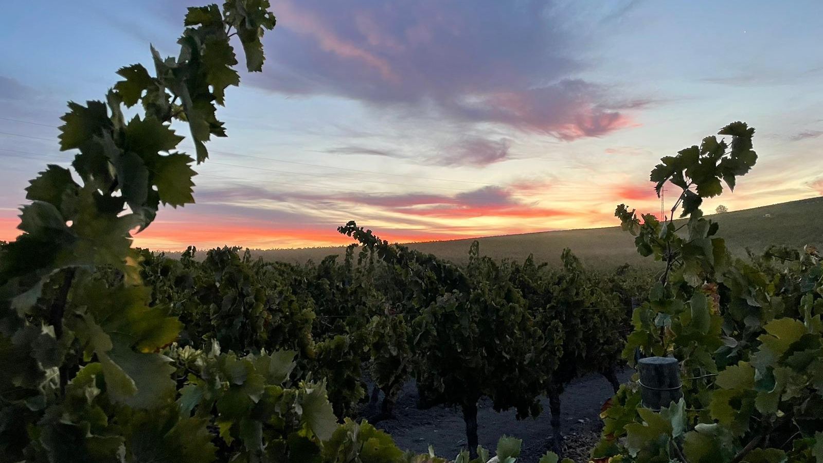 Viñedo de Pedro Ximénez al amanecer.