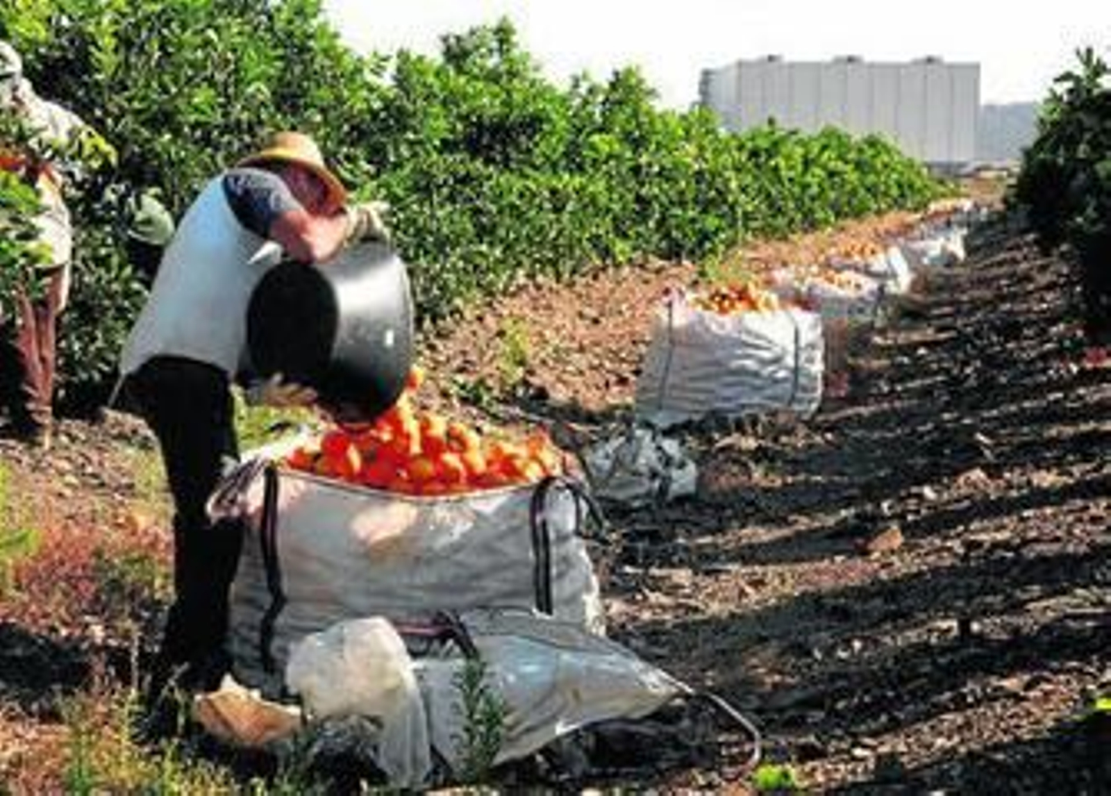 Temporeros trabajando en una finca de naranjas de la provincia onubense.