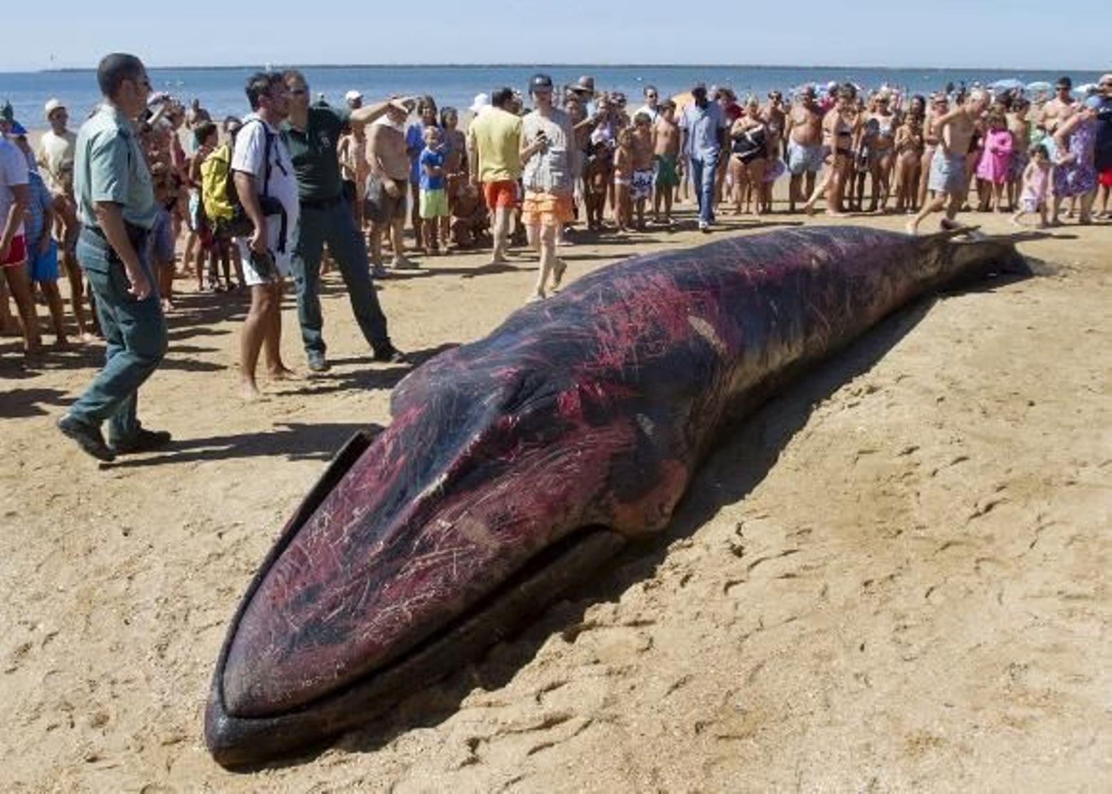 Muere la ballena que quedó varada en la costa onubense