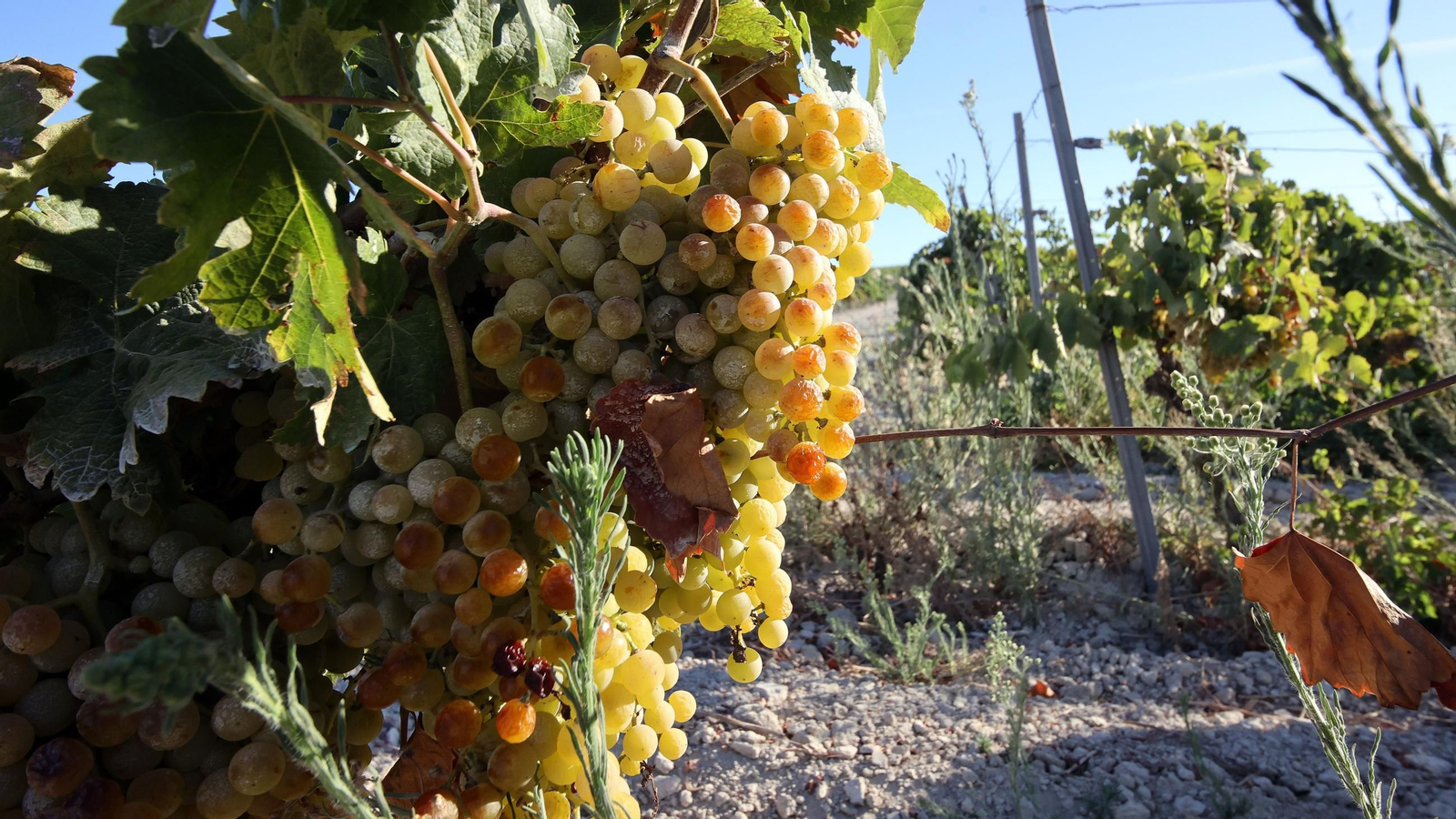 Vendimia a mano en la Viña El Caribe en Jerez