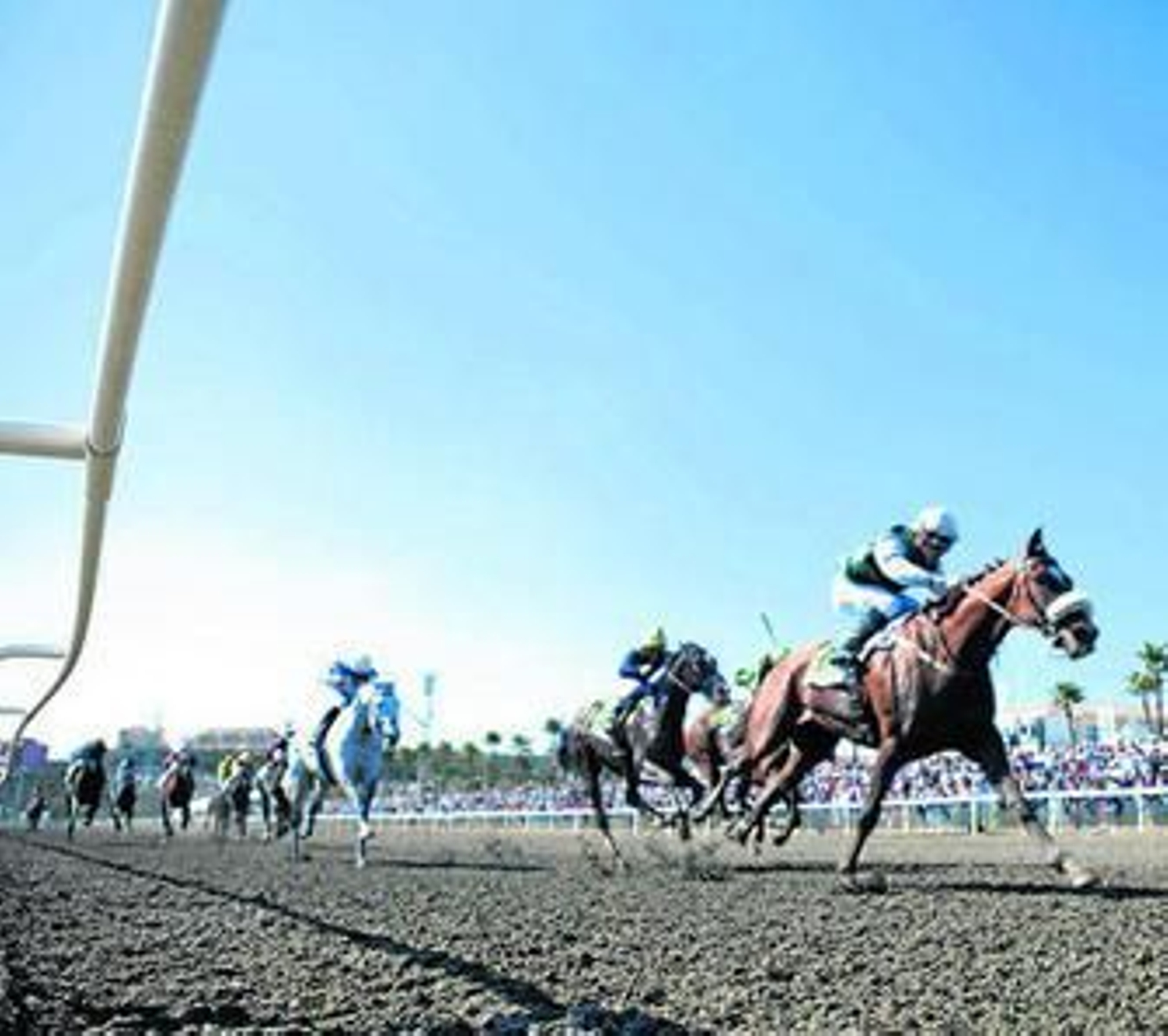 Una de las pruebas celebradas esta temporada en el hipódromo de Mijas.