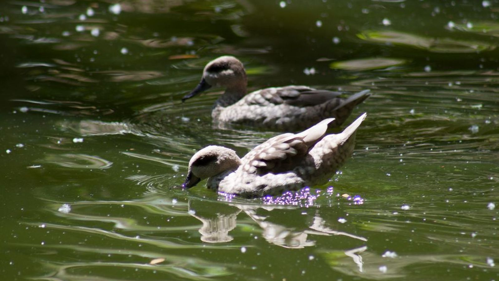 Fauna de la Laguna ade los Tollos, en Jerez.