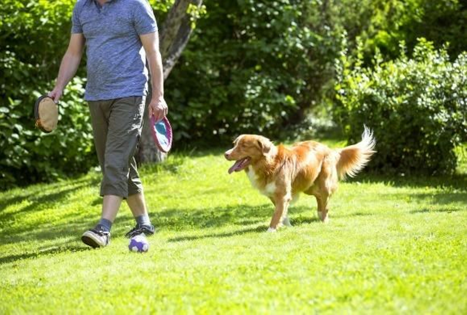 Este es el verdadero motivo por el que tu perro te sigue a todas partes