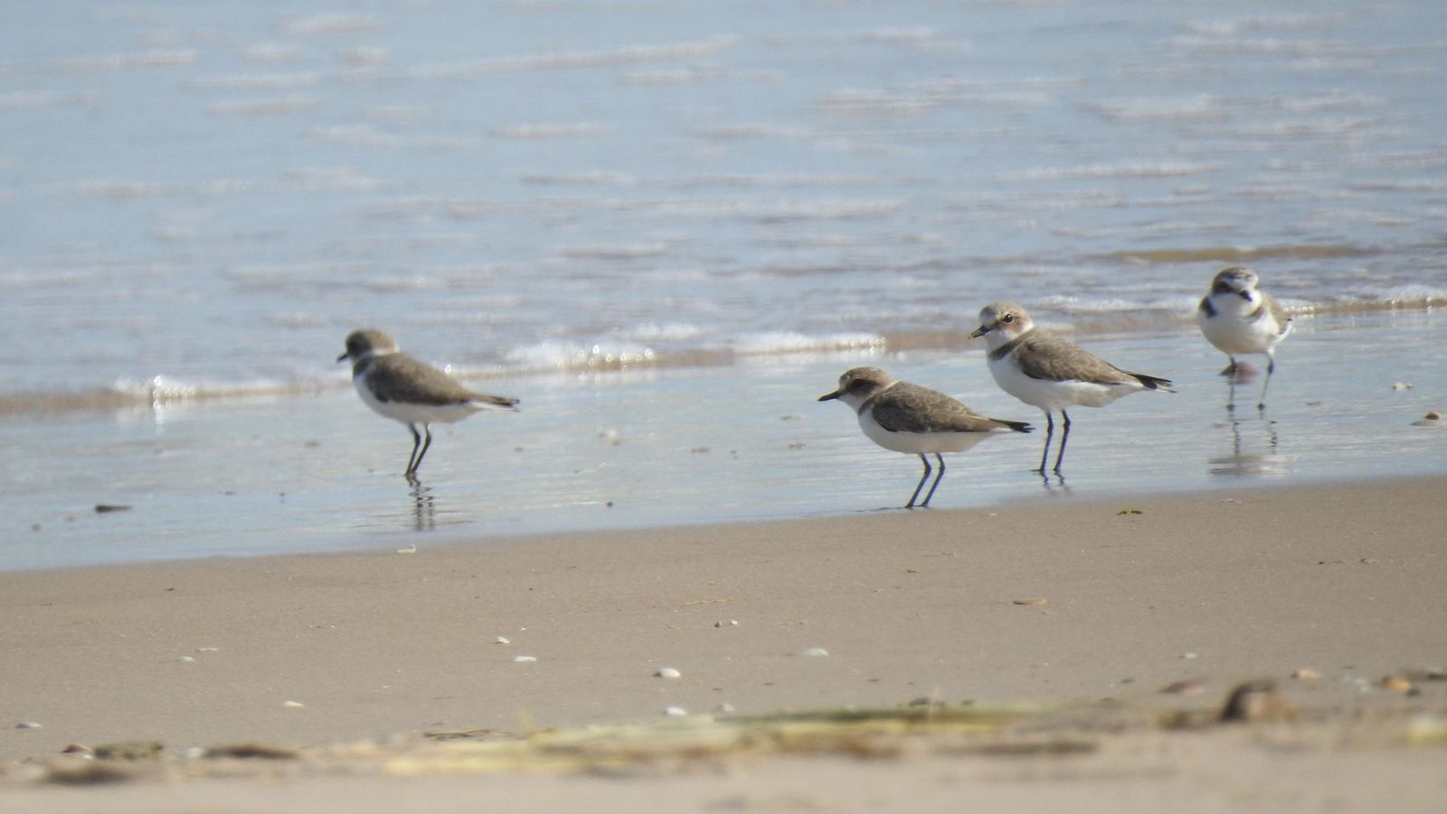 Chorlitejo patinegro