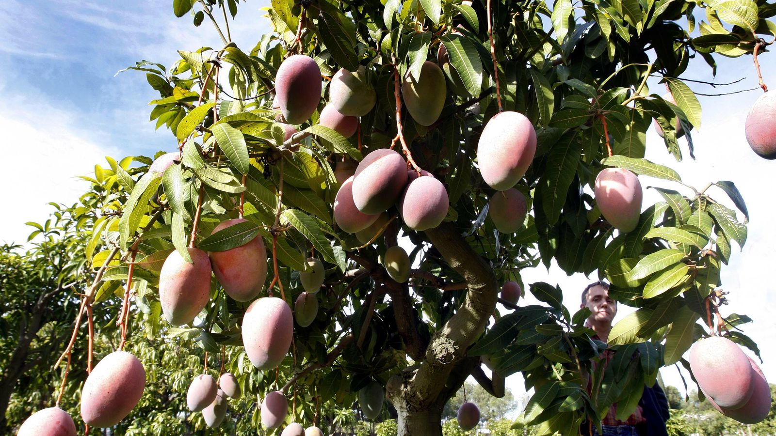 Un árbol de mangos.