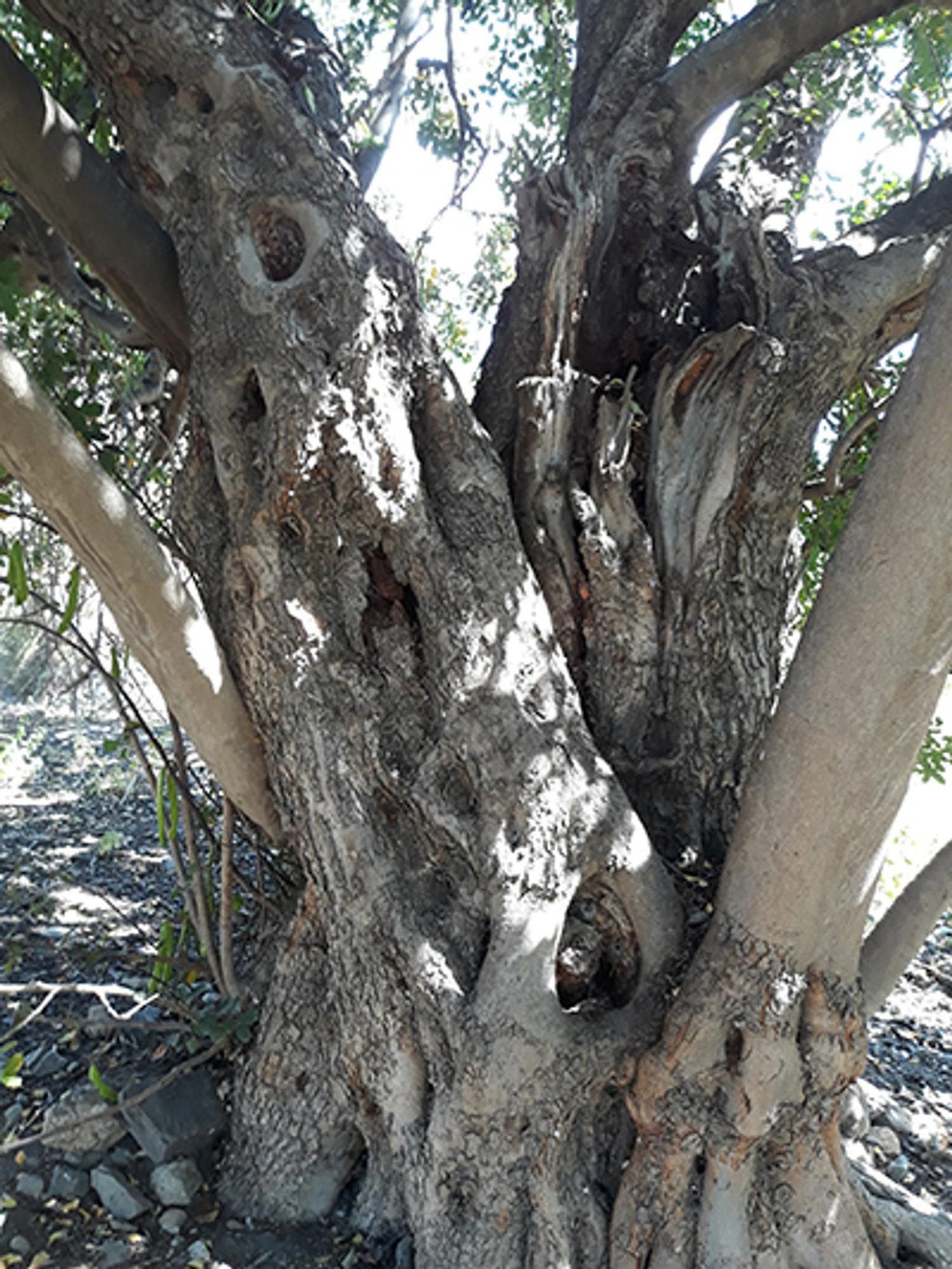 El algarrobo es un cultivo esencial para mitigar el cambio climático en el litoral mediterráneo.