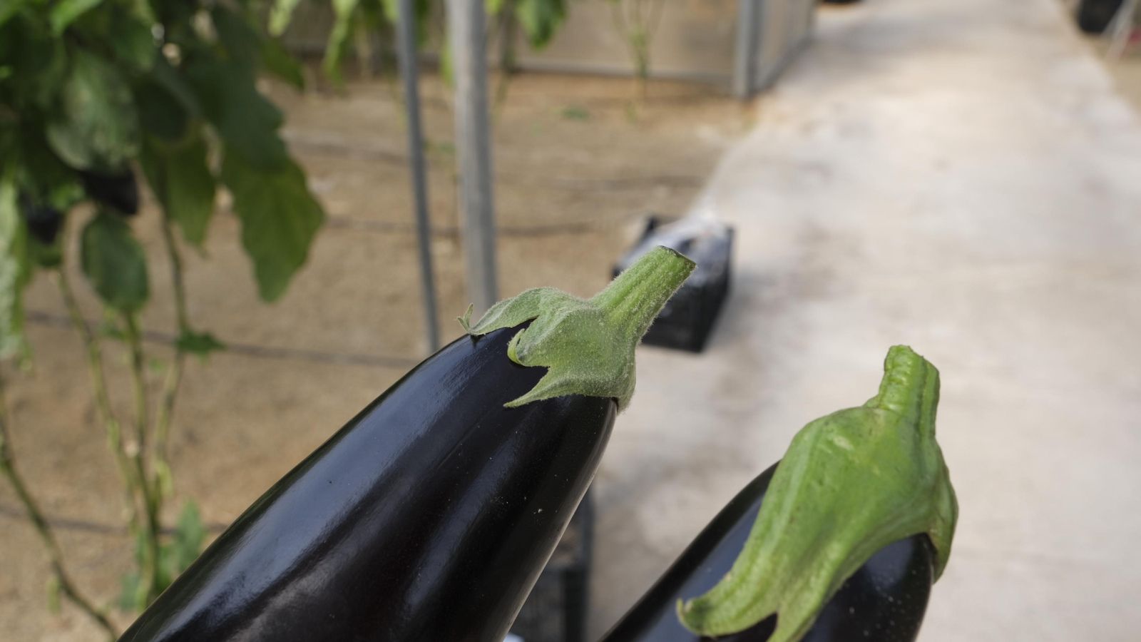 Dos berenjenas de Rijk Zwaan, la de la derecha es Kesia sin vellosidades en el cáliz