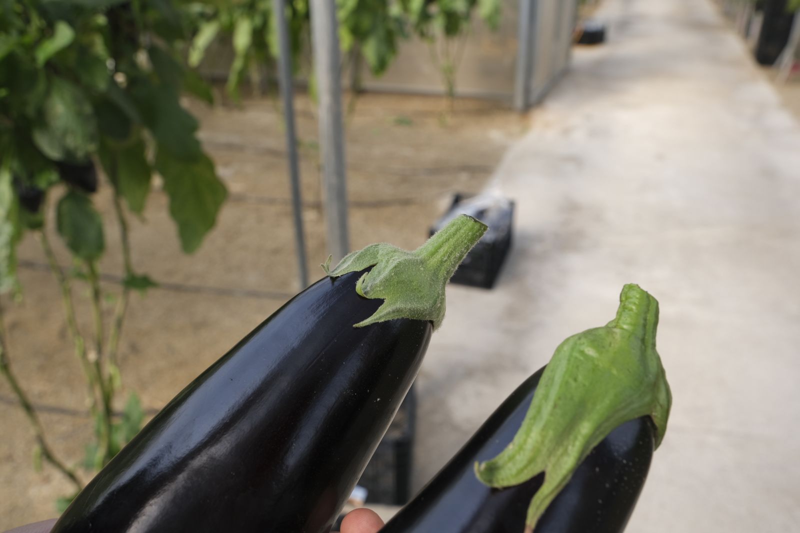 Dos berenjenas de Rijk Zwaan, la de la derecha es Kesia sin vellosidades en el cáliz