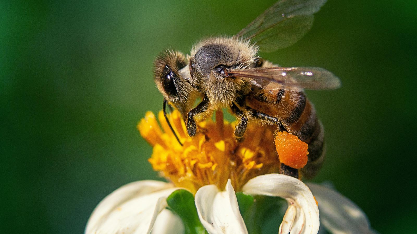 La picadura de abeja es la más dolorosa