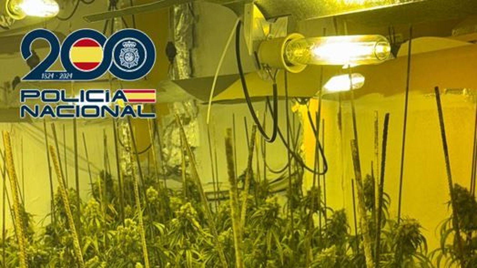 Plantación ilegal de marihuana desmantelada por la Policía Nacional en Granada