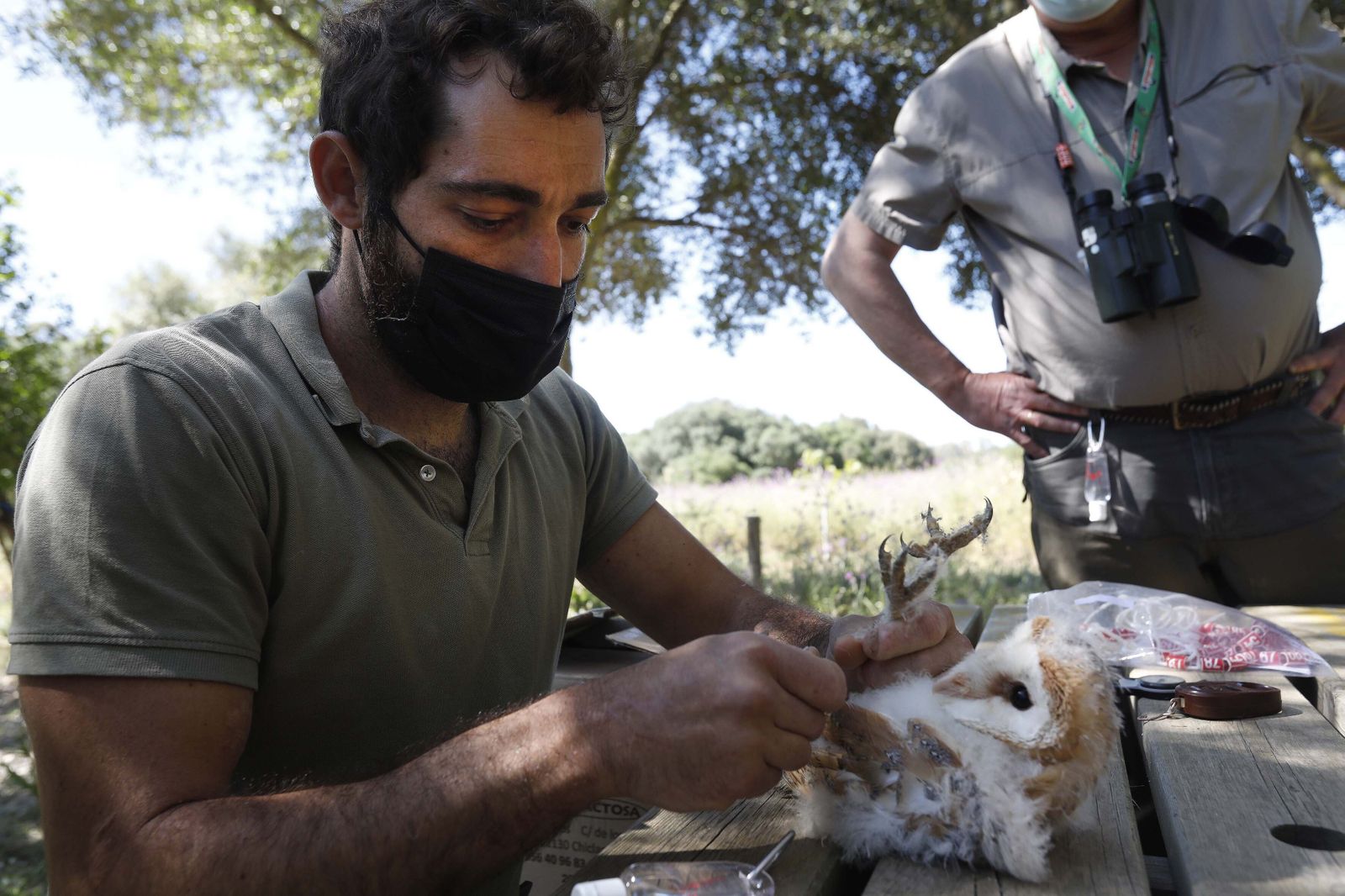 Anillamiento de una lechuza.