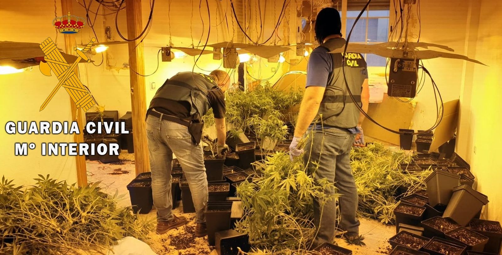 La Guardia Civil detiene a una persona con un cultivo indoor de marihuana en Roquetas