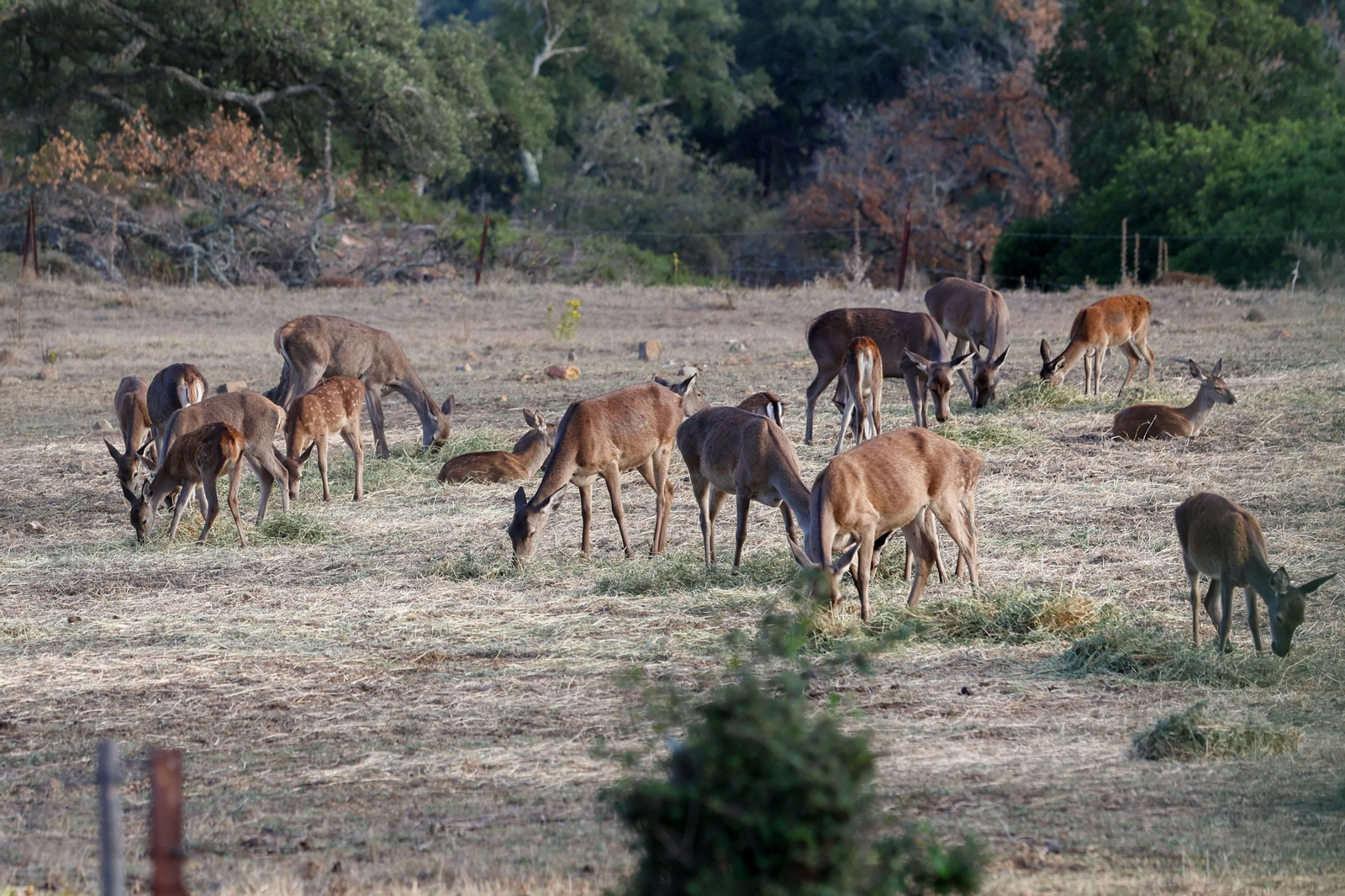 Fotos de la berrea en el Parque natural de Los Alcornocales