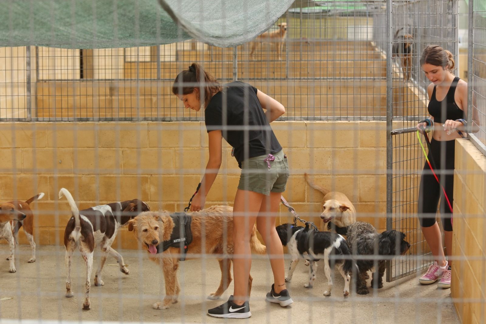 Las protectoras de animales se ven saturadas; los animales, se quedan sin dueños