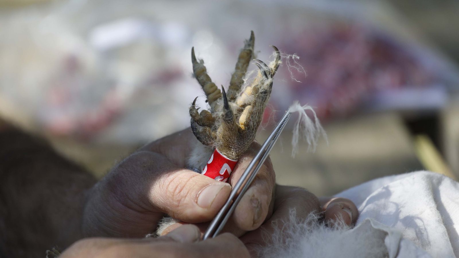 Detalle de una de las anillas roja con dígitos blancos.