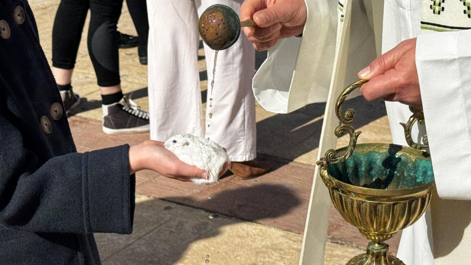 No solo han asistido perros al evento, también se ha visto algún que otro gato, una cobaya o varios hámsteres