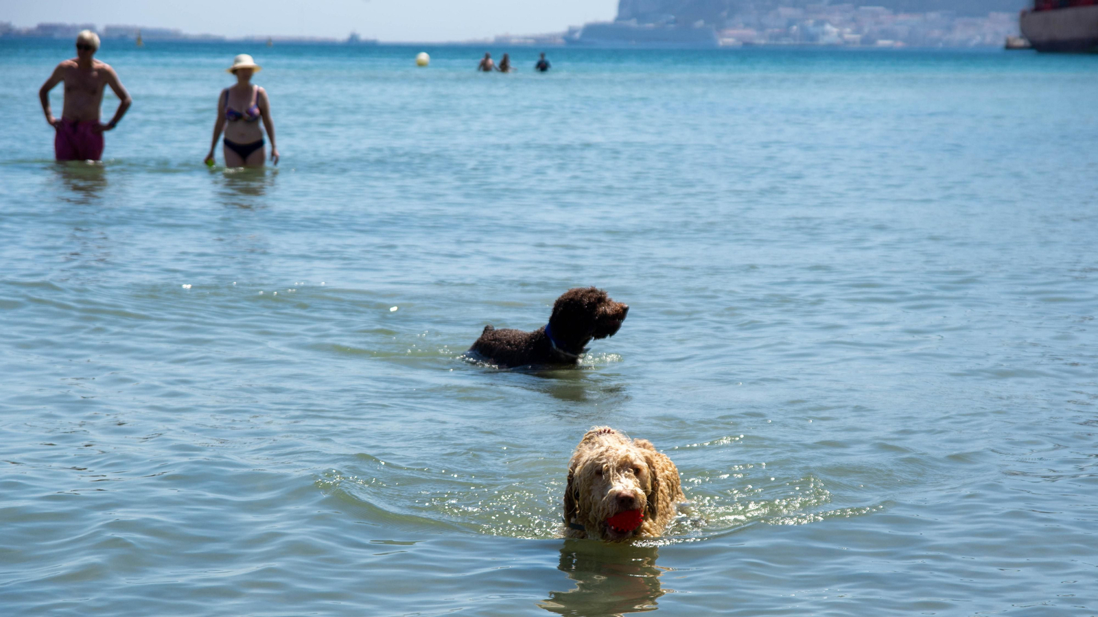 Una Tarde de perros en la playa