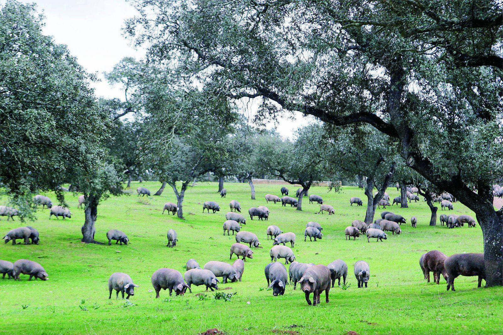 Una piara de cerdos en la dehesa pedrocheña.
