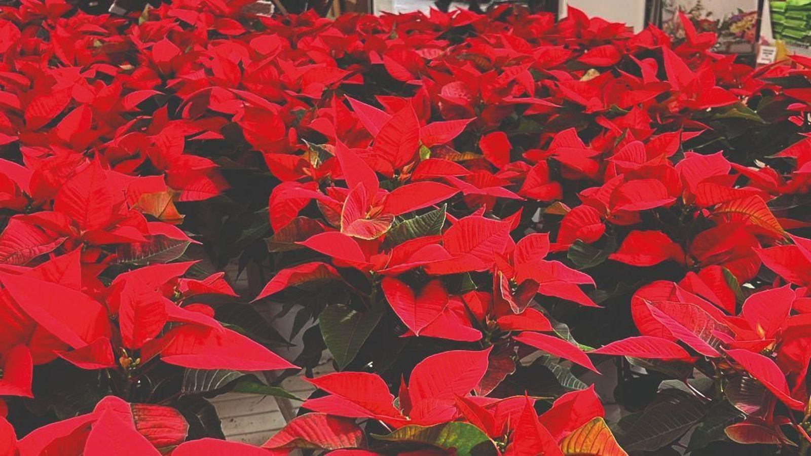 Flores de pascua en Víveros Los Cántaros.
