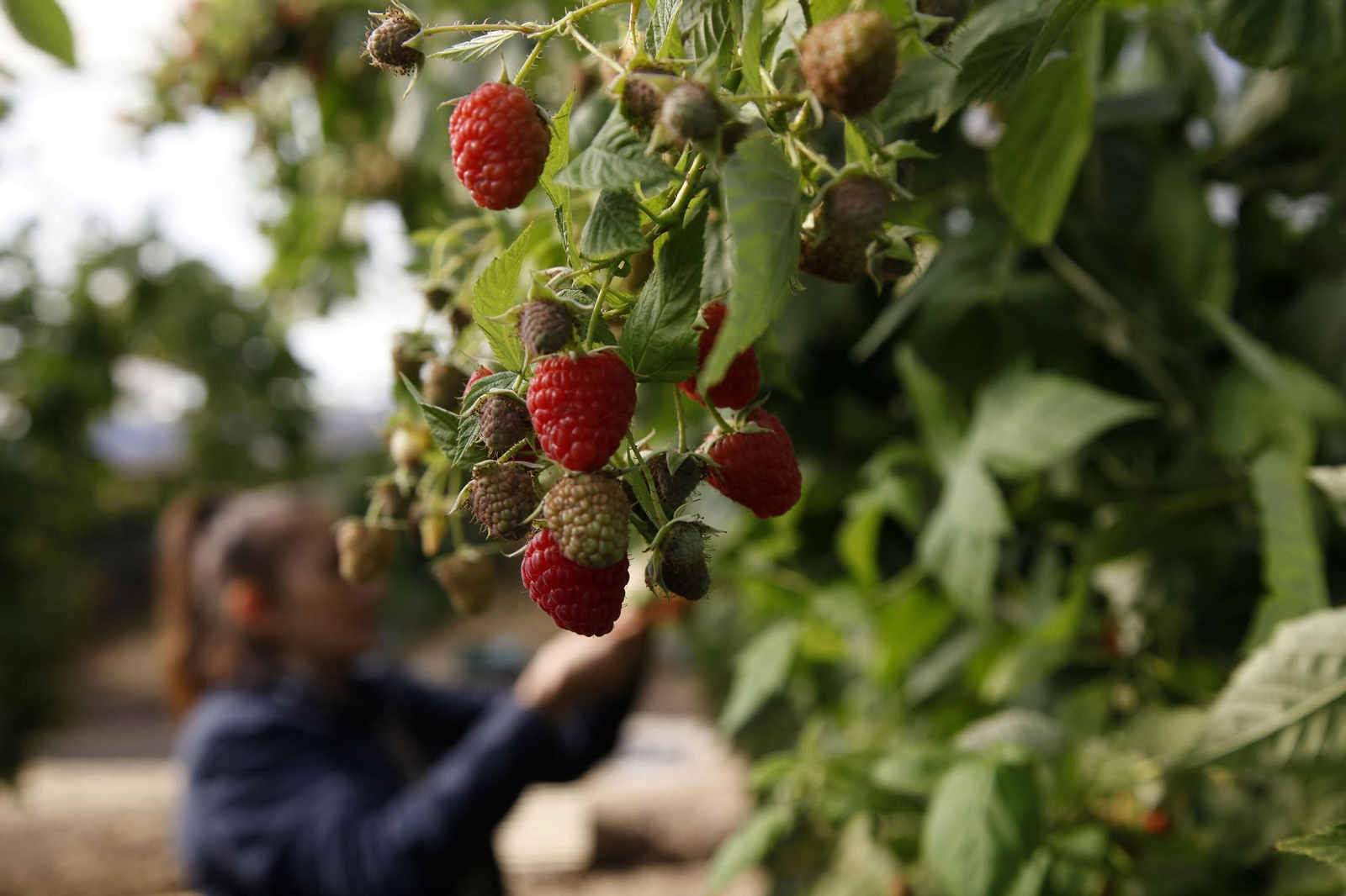 Plantación de frambuesa.
