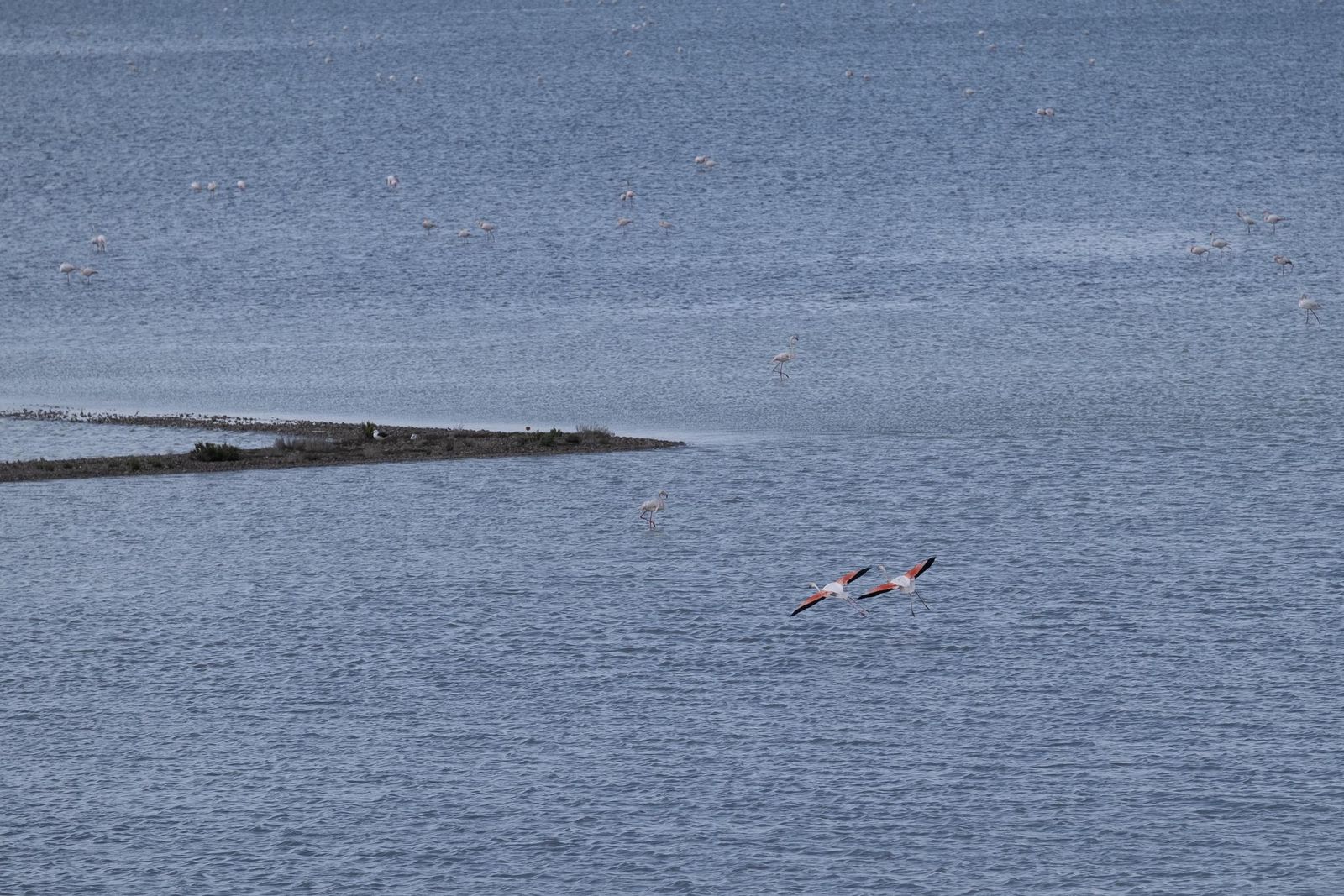 Laguna de Fuente de Piedra tras las lluvias, en fotos