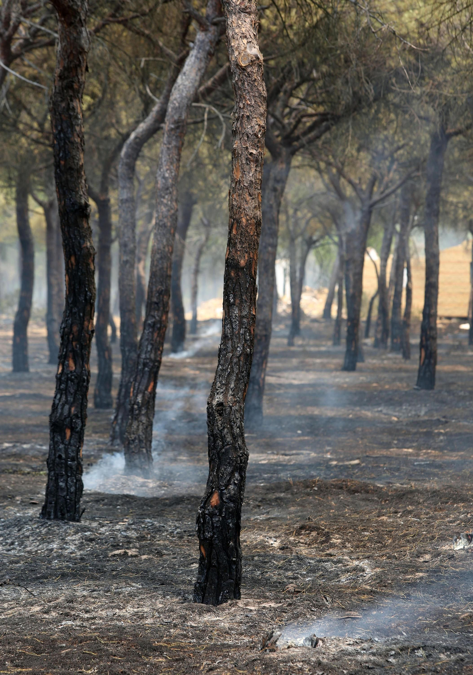 Las consecuencias del incendio en Mazagón