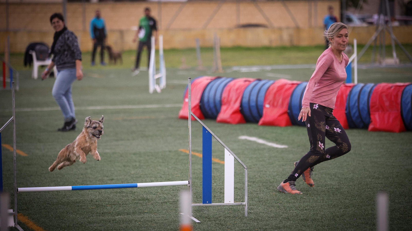 Habilidad canina en la prueba puntuable para el Campeonato de España de 'Agility' celebrado en Jerez Espectaculares las pruebas de disciplina canina puntuables para el Campeonato de España de Agility