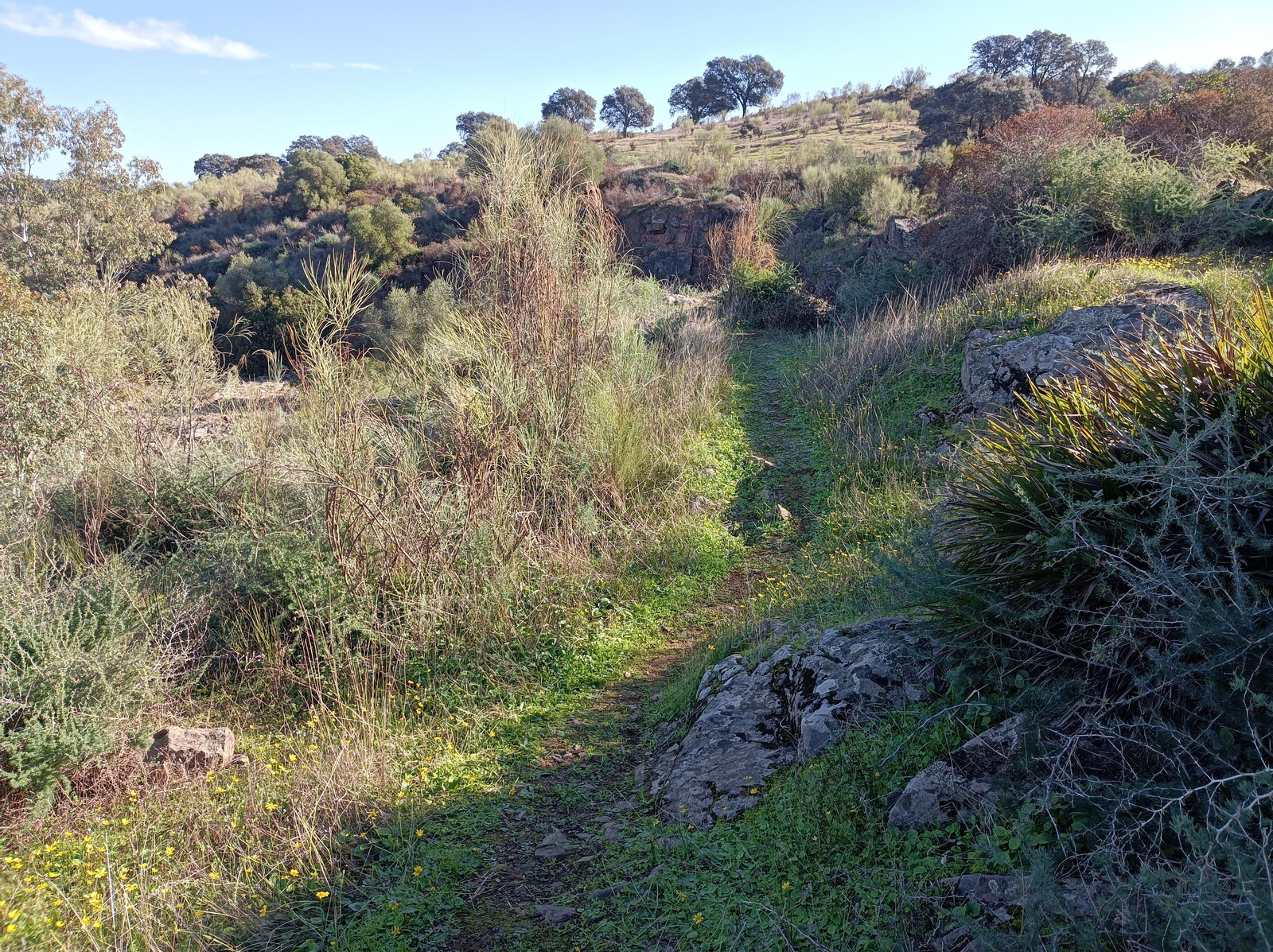 Seguimos una trocha en ascenso. Seguimos una trocha en ascenso.