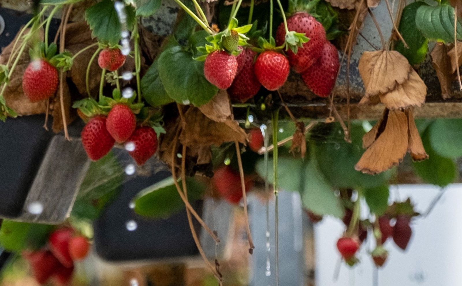 Cultivo hidropónico de fresas en una finca ubicada en Moguer.