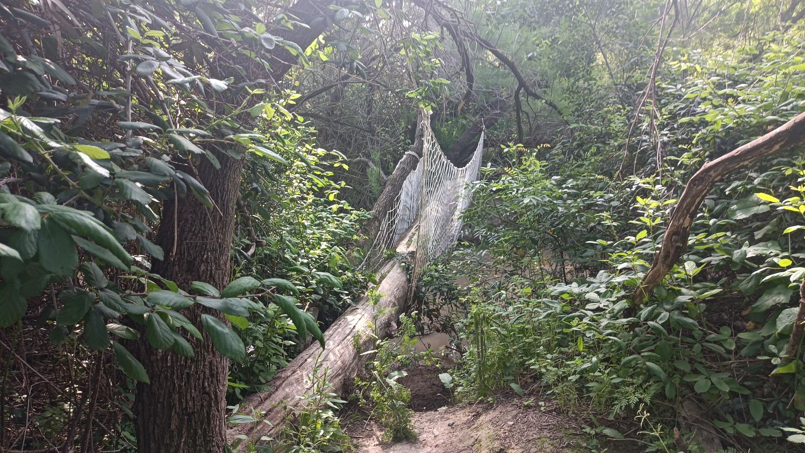 El puente hecho con un tronco sobre el Río Corbones.